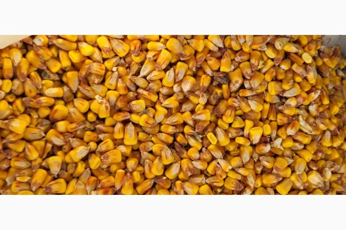 Покупка вологой кукурузы- фото № 2