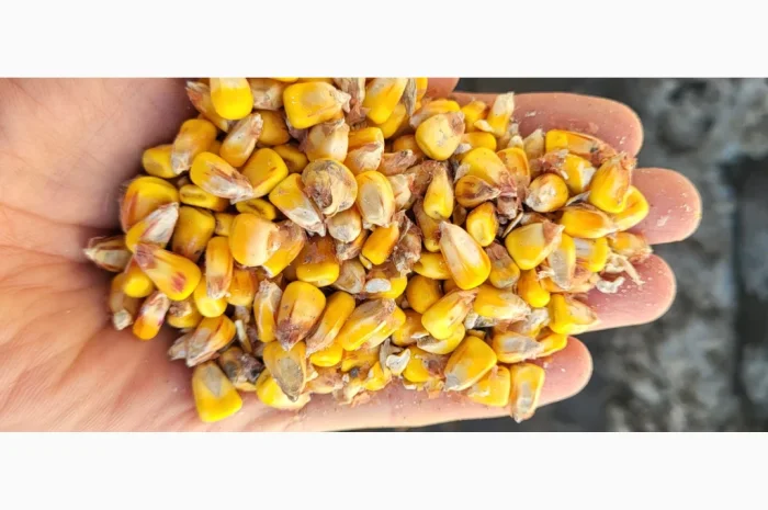 Покупка вологой кукурузы- фото № 3