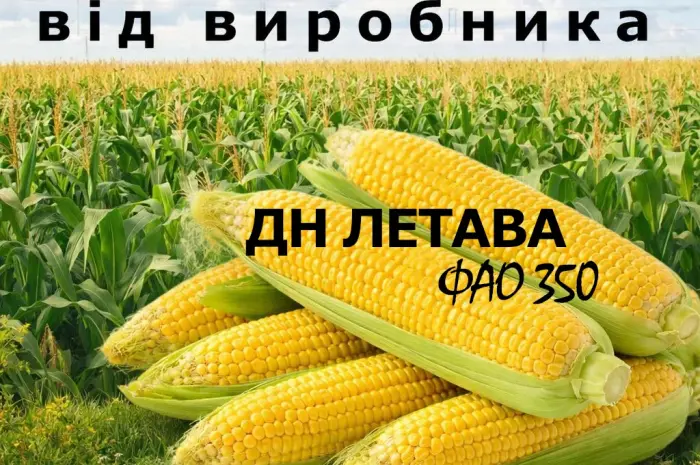 Насіння кукурудзи ДН Летава / від виробника / ФАО 350- фото № 1