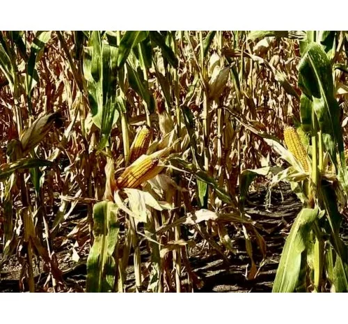 Насіння кукурудзи ДН Атлант (ФАО 290) від виробника- фото № 1