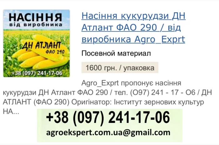 Насіння кукурудзи ДН Атлант (ФАО 290) від виробника- фото № 1