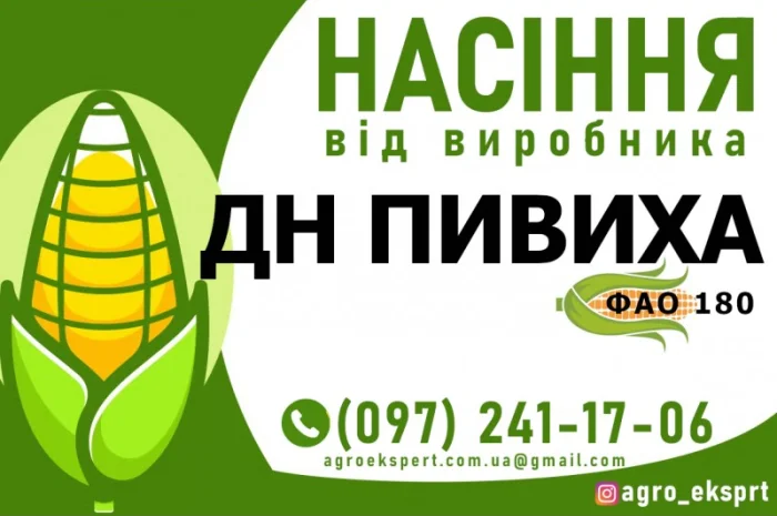 Гібрид кукурудзи ДН Пивиха (ФАО 180) від виробника- фото № 1