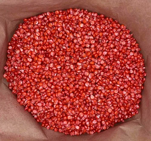 Кукурудза ДН Корунд (ФАО 250) від виробника- фото № 1