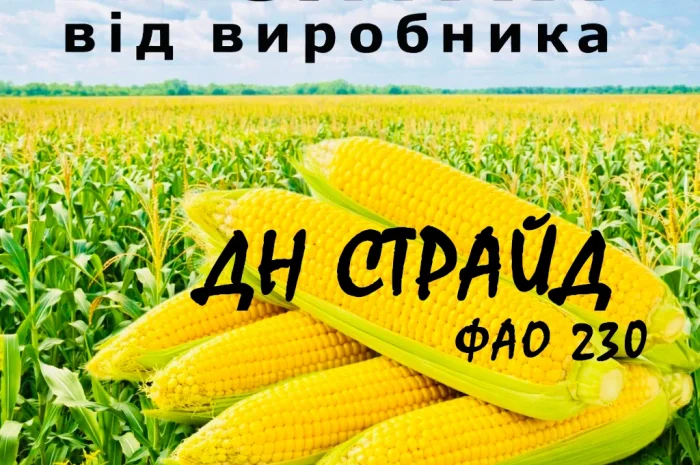 Насіння кукурудзи ДН Страйд ФАО 230 від виробника- фото № 1