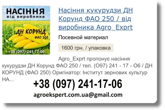 Продаж насіння кукурудзи ДН Корунд на 2026 рік від виробника- фото № 1