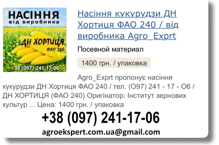 Пропонується насіння кукурудзи ДН Хортиця на 2026 рік від виробника- фото № 1