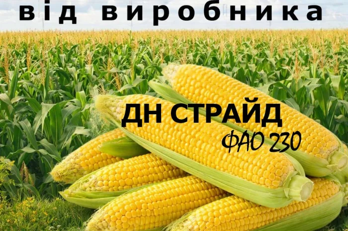 Насіння кукурудзи ДН Страйд ФАО 230 від виробника- фото № 1