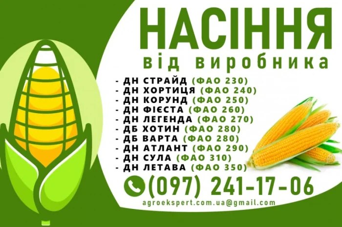Куплю насіння кукурудзи від виробника N1- фото № 1