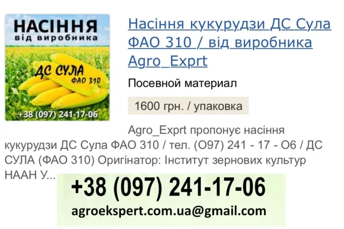 Продаж насіння кукурудзи ДС Сула (ФАО 310)- фото № 1
