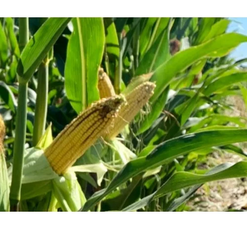 Насіння кукурудзи ДН Страйд (ФАО 230) від виробника- фото № 1