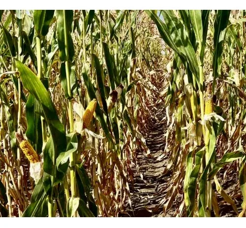 Насіння кукурудзи ДН Сармат (ФАО 380) від виробника- фото № 1