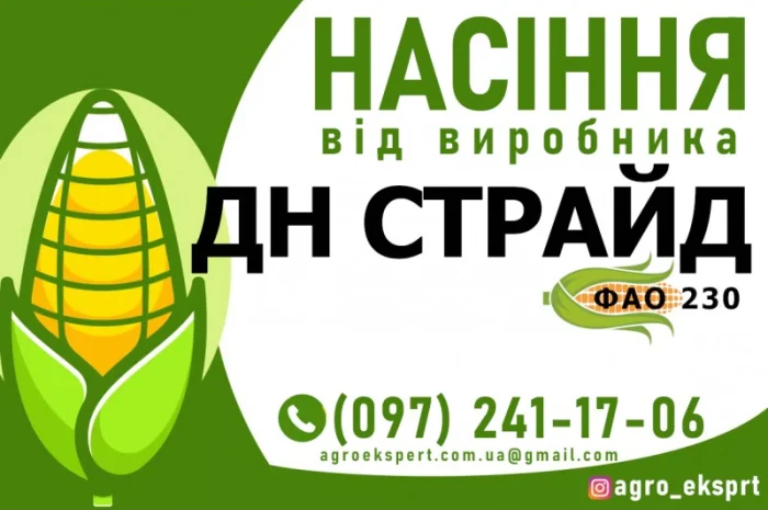 Гібрид кукурудзи ДН Страйд (ФАО 230) від виробника- фото № 1