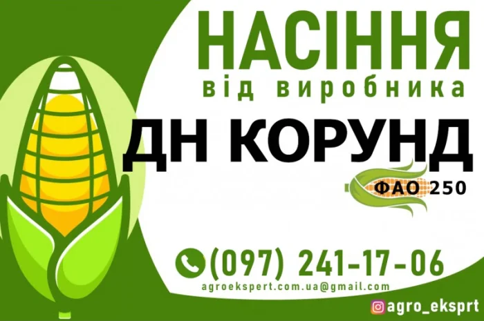 Гібрид кукурудзи ДН Корунд (ФАО 250) від виробника- фото № 1