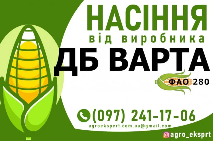 Гібрид кукурудзи ДБ Варта (ФАО 280) від виробника- фото № 1