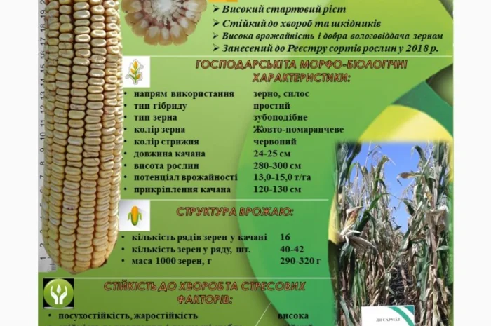 Продаж кукурузи ДН Сармат ФАО 380- фото № 1