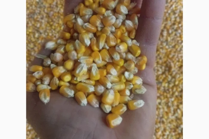 Кукурудза на продаж- фото № 1