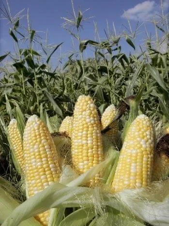 Закупка Кукурузы по 1-й и 2-й Форме- фото № 1