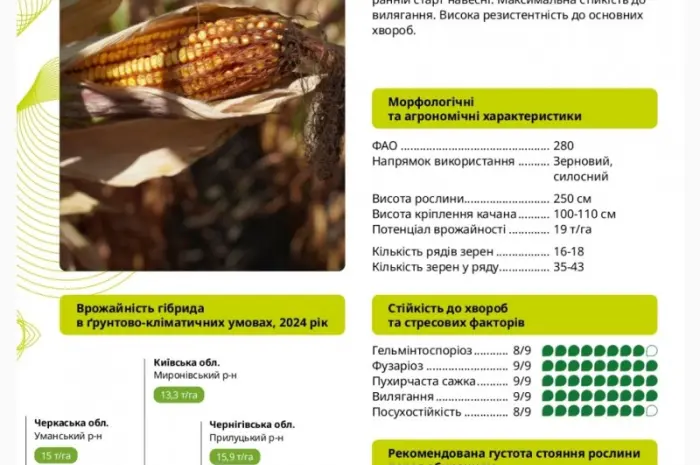 Насіння кукурудзи ГАЛАРДО ФАО 280 – висока урожайність- фото № 1