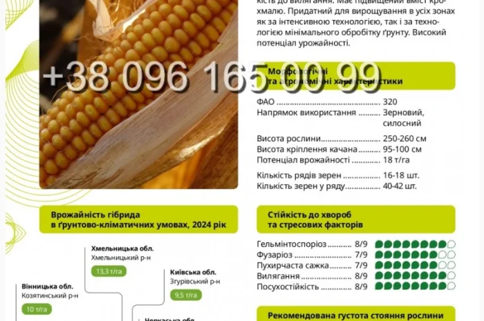 Продаж насіння кукурудзи ВН 6763 ФАО 320- фото № 1