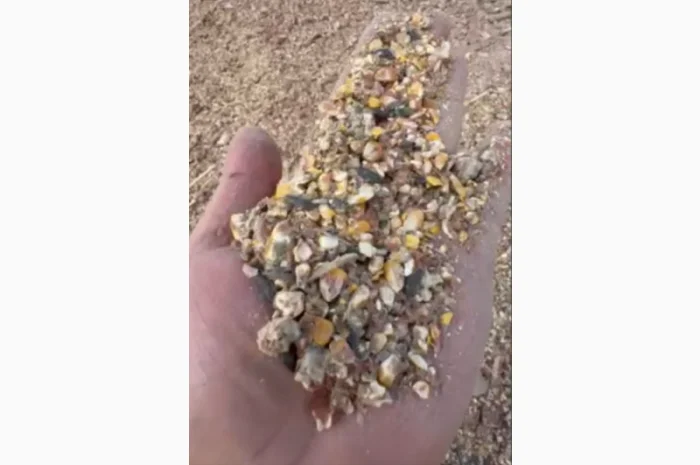 Продажа отходов кукурузы различных категорий- фото № 10