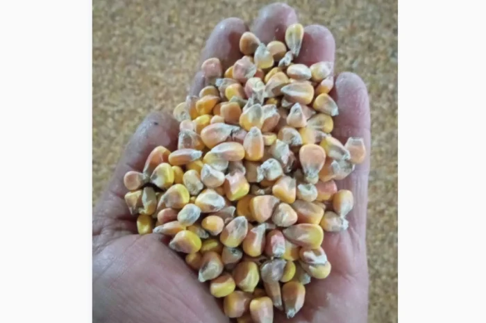 Продаж кукурудзи врожаю 2025 року- фото № 1
