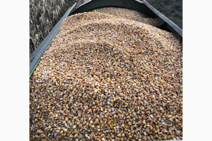 Продаж кукурудзи врожаю 2025 року- фото № 2