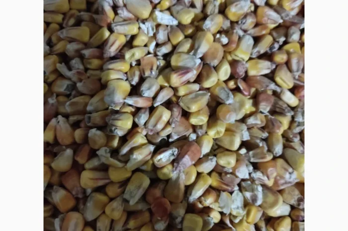 Кукуруза на продаж- фото № 1