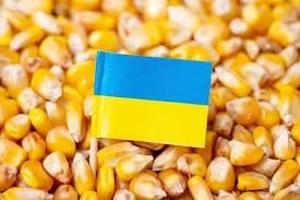 Закупівля кукурудзи в Одесі- фото № 1