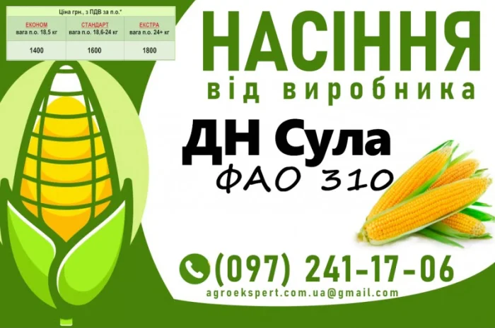 Продаж насіння кукурудзи ДН Сула (ФАО 310) 2025 року- фото № 1