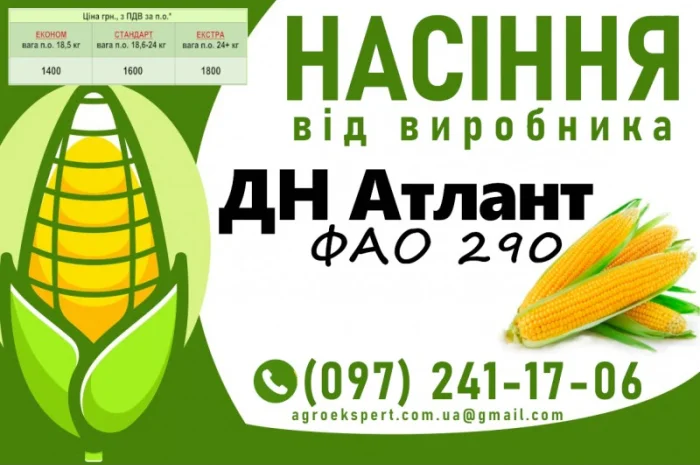 Продаж насіння кукурудзи ДН Атлант (ФАО 290)- фото № 1