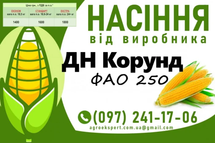 Продаж насіння кукурудзи ДН Корунд (ФАО 250)- фото № 1