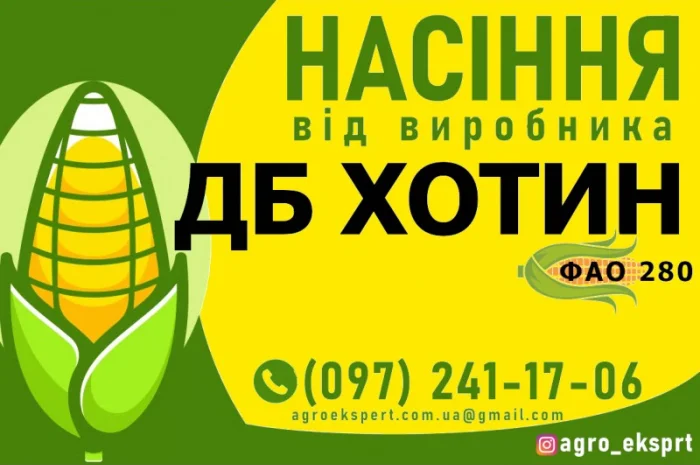 Продаж насіння кукурудзи ДБ Хотин (ФАО 280)- фото № 1