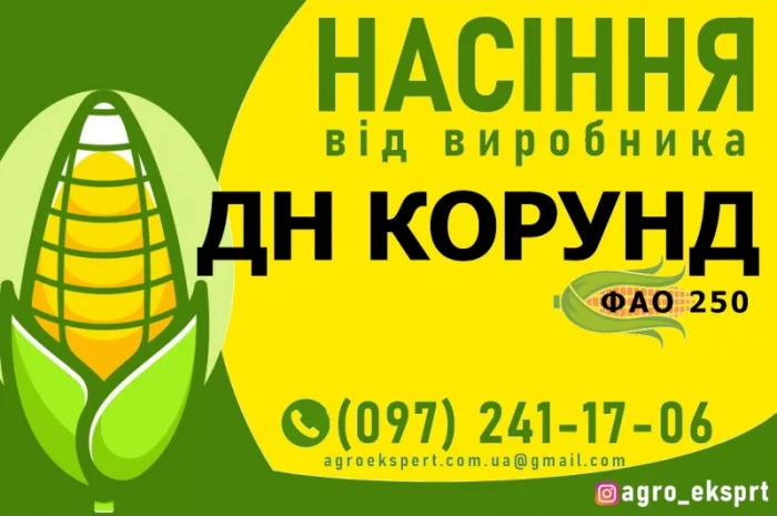 Гібрид кукурудзи ДН Корунд (ФАО 250) від виробника- фото № 1