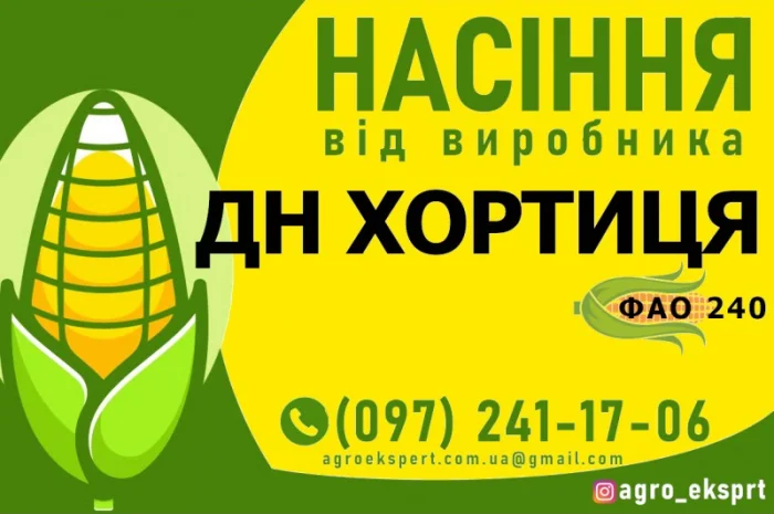 Гібрид кукурудзи ДН Хортиця (ФАО 240) від виробника- фото № 1
