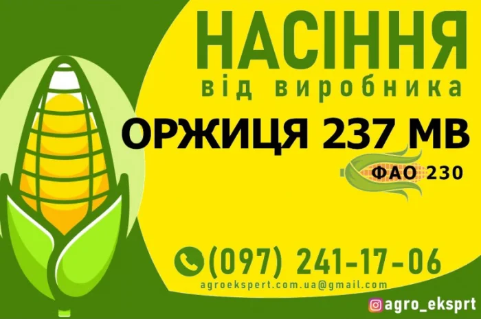 Гібрид кукурудзи Оржиця 237 МВ (ФАО 230) від виробника- фото № 1