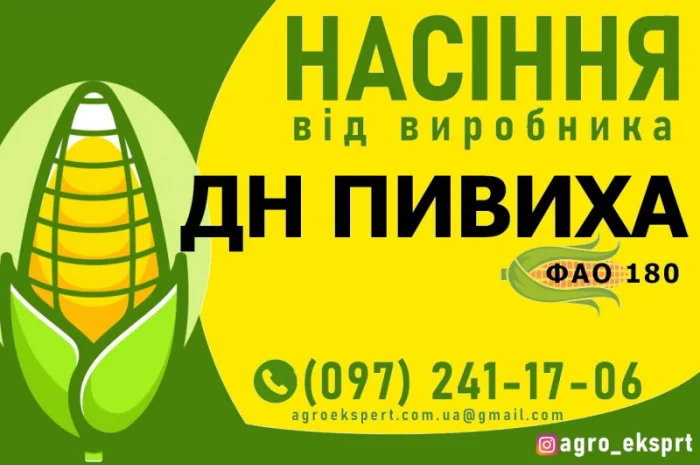 Гібрид кукурудзи ДН Пивиха (ФАО 180) від виробника- фото № 1