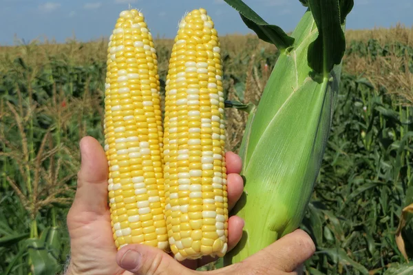 Солодка кукурудза на продаж- фото № 1