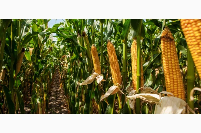 Покупка кременистой кукурузы- фото № 1