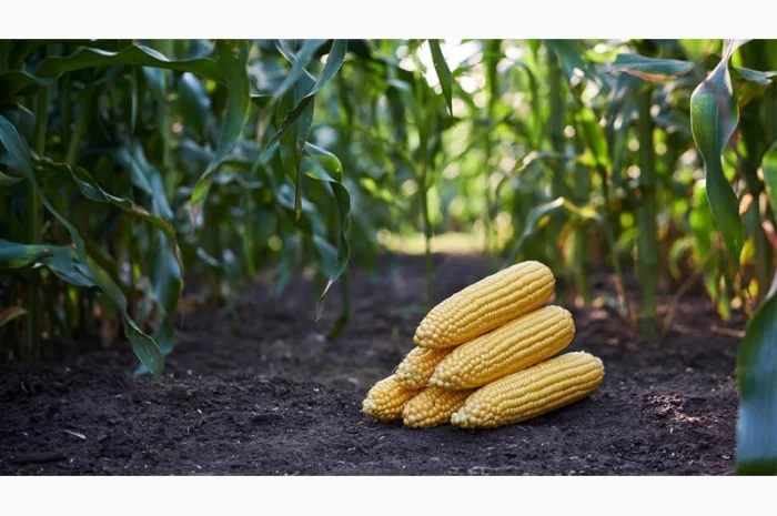 Кукурудза на закупівлю- фото № 1