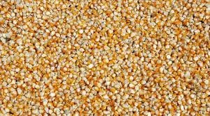 Закупка кукурузы в Львовской области- фото № 1