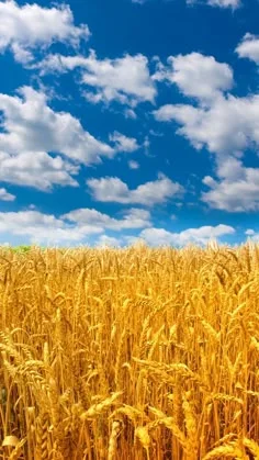 Закупка сои в г. Львов- фото № 3