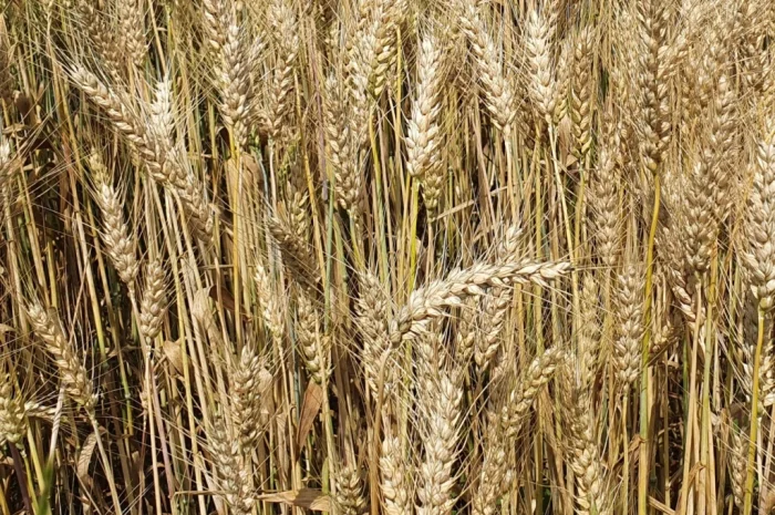 Продажа насіння ярої пшениці ТРІЗО- фото № 1