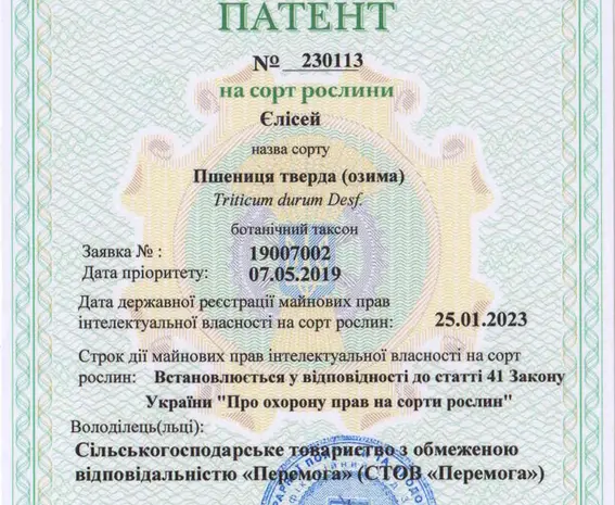 Насіння пшениці твердої озимої Єлісей в продаже- фото № 4