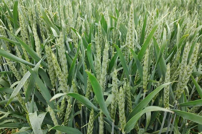 Продаж насіння ярої пшениці Лікамеро 2 реп- фото № 1