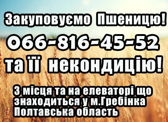 Закупаем пшеницу 2,3,4 класса- фото № 1