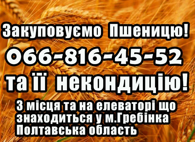 Покупка пшеницы 2,3,4 класса- фото № 1