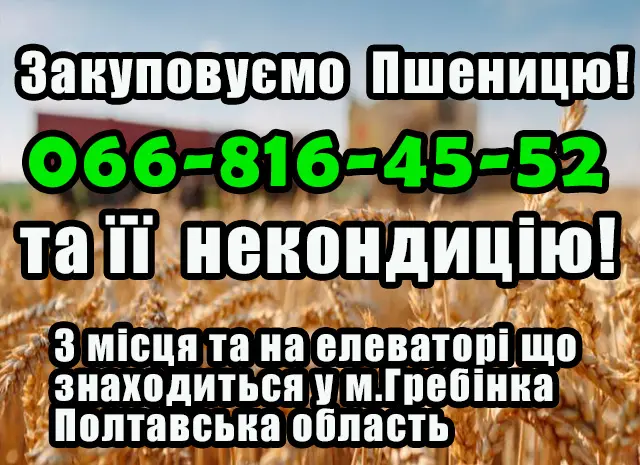 Закупка пшеницы 2, 3, 4 класса в Полтаве- фото № 1