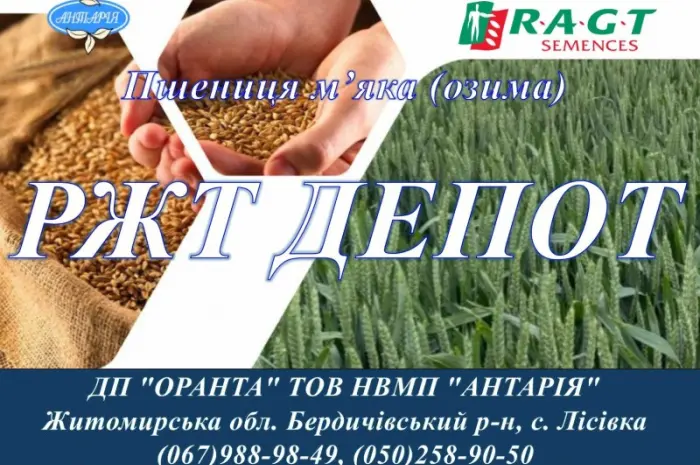 Насіння озимої пшениці РЖТ ДЕПОТ- фото № 1