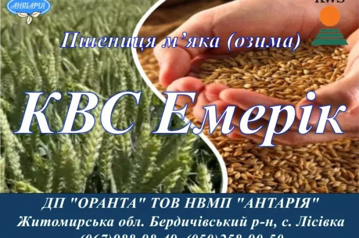 Насіння озимої пшениці КВС Емерік - високоврожайний сорт- фото № 1