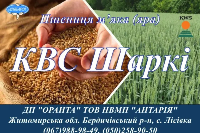 Насіння ярої пшениці КВС Шаркі- фото № 1